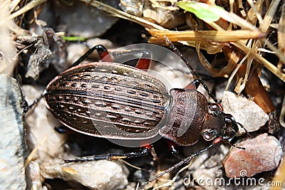 Ground beetle â€“ beautiful bronze bug Stock Photo